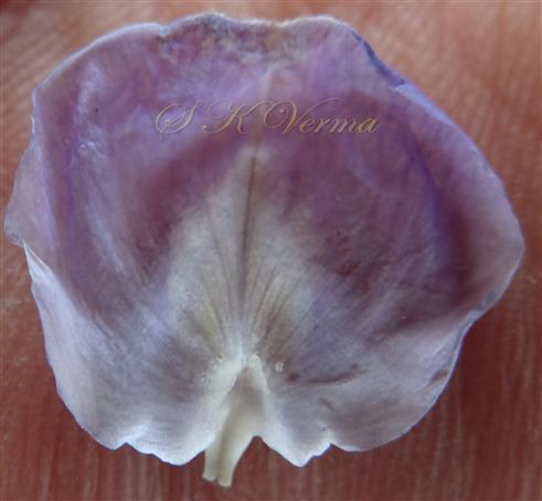  Vexillum